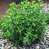 2 Spearmint Herb Live Plants, Fragrant Culinary Herb, 4-5 Inch Tall