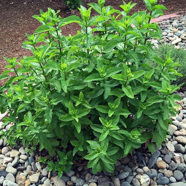 6 Spearmint Herb Live Plants, Herb Plant, 3-6 Inch Tall