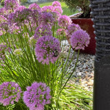 500 Purple Allium Seeds, Garden Plant