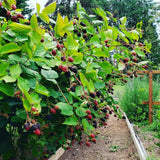 2 Triple Crown Black Berry Plants, Blackberries Bush, 4-6 Inch Tall