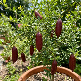 Red Finger Lime Live Plant, Hardy Garden Plant, 1-2 Ft Tall, Gallon Pot