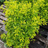 2 Yellow Green Live Alternanthera Plants, Starter Plant, 4-6 Inch Tall
