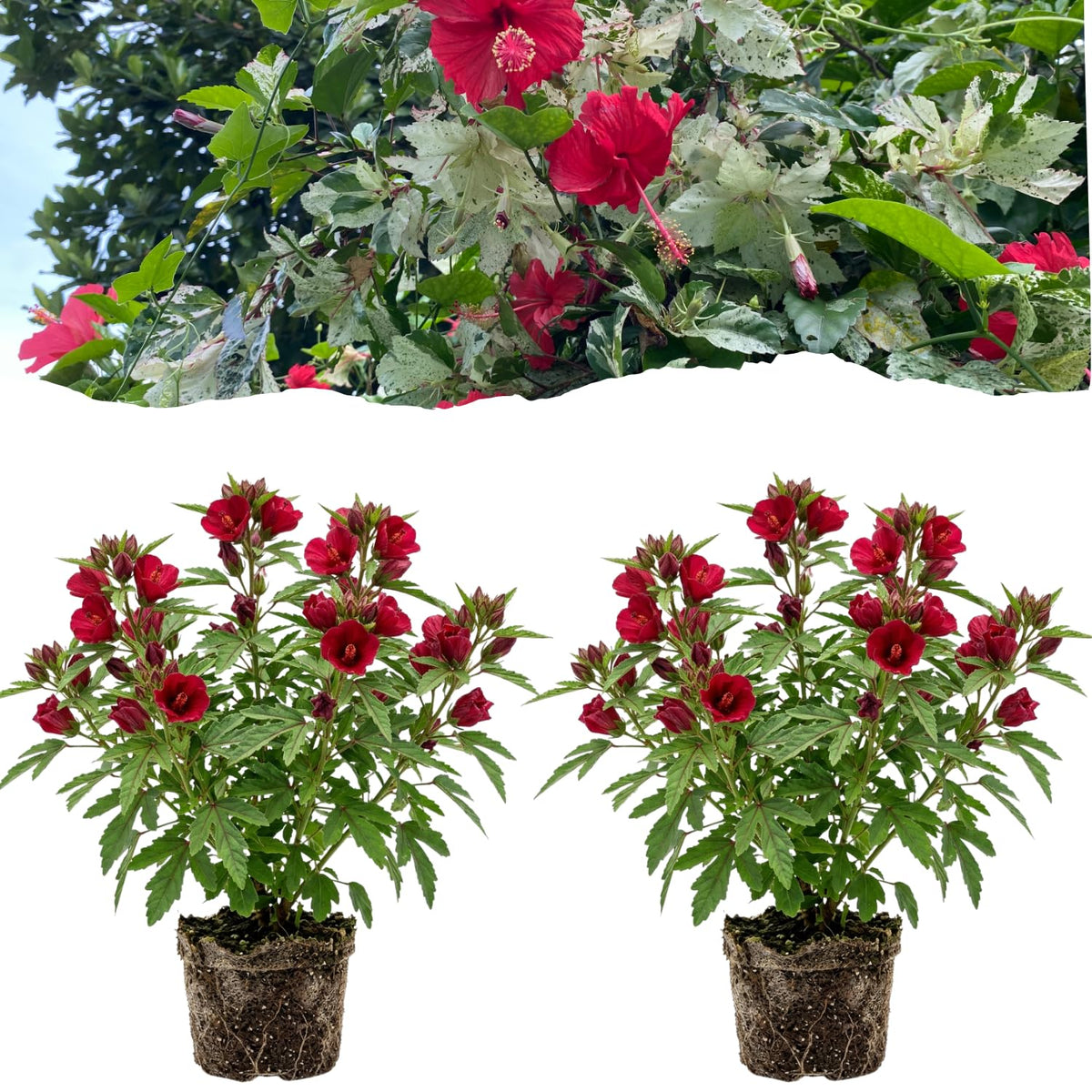 2 Cranberry Hibiscus Plants Live, Hardy Hibiscus Flowers, 4-6 Inch Tall