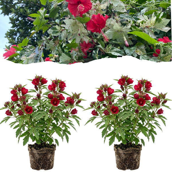 2 Cranberry Hibiscus Plants Live, Hardy Hibiscus Flowers, 4-6 Inch Tall