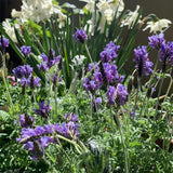 2 Purple Lavender Live Plants, Starter Plant, 4-7 Inch Tall