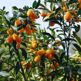 Orange Kumquat Tree Plant Live, Live Starter Plant, 2-3 Ft Tall