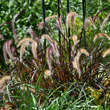 3 Red Fountain Grass Live Plants, Patio Container Plant, 4-6 Inch Tall