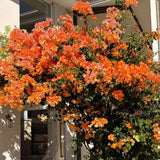 Set 2 Sundown Orange Bougainvillea Live Plant 5-7 Inch Tall