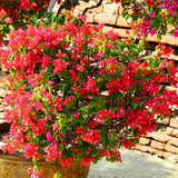 Red Bougainvillea Plant Live, Patio Flower Vine, 4-6 Inch Tall, 4" Pot