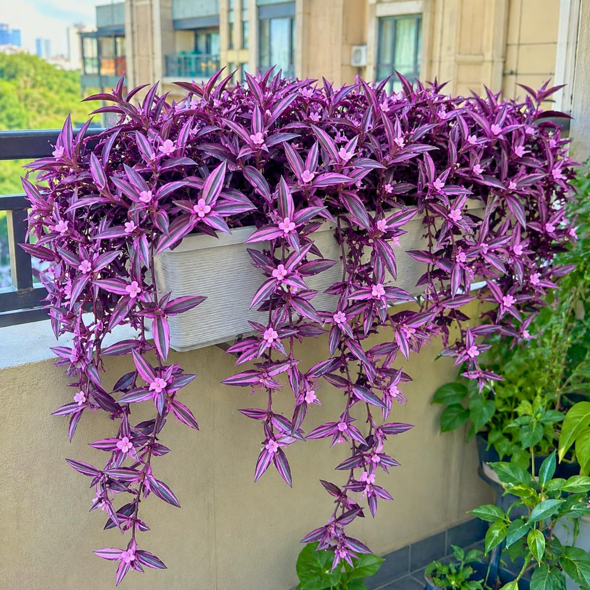 2 Variegated Wandering Jew Plants Live, Potted Houseplant, 4-8 Inch Tall