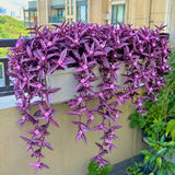 2 Variegated Wandering Jew Plants Live, Potted Houseplant, 4-8 Inch Tall