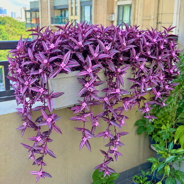 2 Variegated Wandering Jew Plants Live, Potted Houseplant, 4-8 Inch Tall
