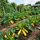 2 Yellow Zucchini Plants Live, 4-8 Inch Tall