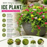 Yellow Aptenia Ice Plant Live Plant, Garden Ground Cover, 4 Inch Pot
