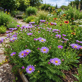 Purple Daisy Plant Live, Patio Container Flower, 3 Inch Pot