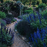 3 Blue Live Sage Plants, Garden Plant, 5 Inch Tall