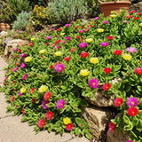 Assorted Ice Plant Succulent Live Plant, Garden Ground Cover, 4 Inch Pot