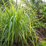 8 Lemongrass Live Plants, Indoor Outdoor Plant, 4-6 Inch Tall