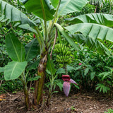 Cavendish Banana Tree, Hardy Banana Live Plant, 4-7 Inch Tall, 4 Inch Pot
