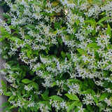 Green Star Jasmine Plant, White Fragrant Flower, 10 Inch Tall, 3 Inch Pot