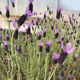 2 Spanish Lavender Live Plants, Garden Plant, 4-7 Inch Tall