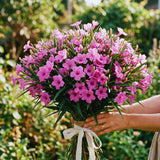 6 Pink Petunia Live Plants, Patio Container Plant, 5-7 Inch Tall