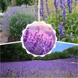 2 Creek Live Lavender Plants, Live Starter Plant, 4-7 Inch Tall
