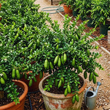 Green Finger Lime Tree Live Plant, Home Garden Plant, 1 Gallon Pot