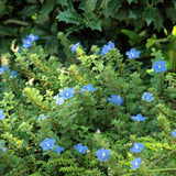 3 Blue Live Evolvulus Plants, Starter Plant, 4-6 Inch Tall
