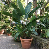 2 White Bird Live Plants, Tropical Plant, 4-6 Inch Tall