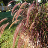 Combo 2 Red Fountain Grass Live Plants 4-6 Inch