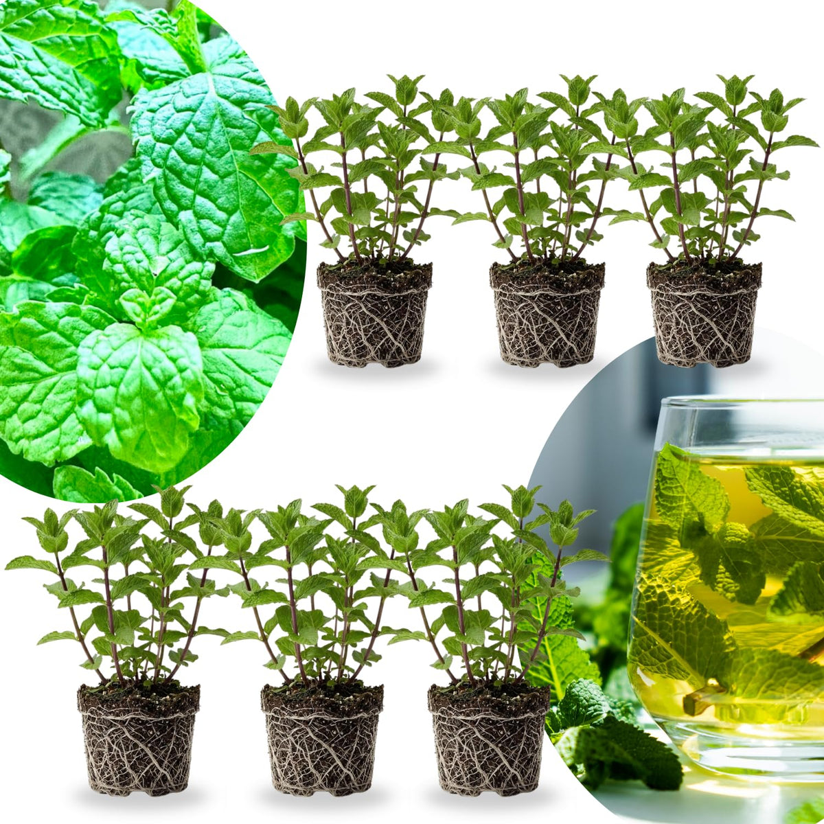 6 Spearmint Live Plants, 3-6 Inch Tall