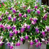 Purple White Fuchsia Plant Live in 5'' Pot, Hanging Fuchsia Flowers Bush Shrub for Hanging Basket, Hardy Indoor Outdoor Flowering Plant, 4–8 Inch Tall Starter Plants