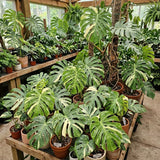 2 Variegated Monstera Live Plants, Constellation Monstera, 4-6 Inch Tall