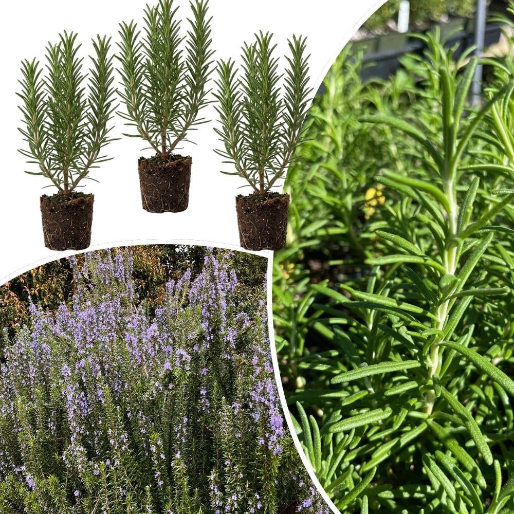 Set of 3 Rosemary Herb Plants Live 4-6 Inc Tall