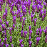 Spanish Lavender Plant Live, Fragrant Flower Plant, 3 Inch Pot