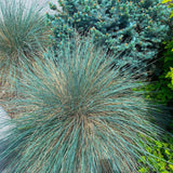 2 Blue Fescue Grass Plants Live, Hardy Ornamental Grass, 4-8 Inch Tall