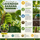 Dwarf Cavendish Banana Plant Live, Banana Tree, 4-7 Inch Tall, 4 Inch Pot
