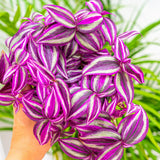 2 Tradescantia Wandering Jew Live Plants, Variegated Houseplant, 2 Inch Pot