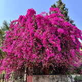 Set 2 Light Pink Bougainvillea Live Plant 5-7 Inch Tall