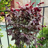 Variegated Live Wandering Jew Plant, Indoor Houseplant, 2 Inch Pot