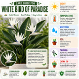 2 White Bird Live Plants, Tropical Plant, 4-6 Inch Tall