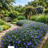 6 Blue Live Petunia Plants, Ready to Grow Plant, 5-7 Inch Tall
