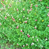 4 Red and White Sage Live Plants, Salvia Plants, Outdoor Garden Plant, 4-6 Inch Tall