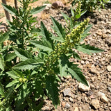 Epazote Herb Live Plant, 4-7 Inch Tall, 4 Inch Pot