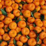 Sweet Tangerine Plant, Sweet Citrus Fruit Tree, 1-2 Ft Tall in Gallon Pot