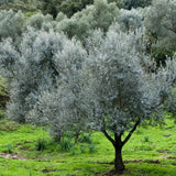 Arbequina Olive Tree Plant Live, Fruit Tree, 4-6 Inch Tall