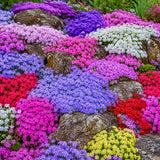 2 Creeping Phlox Plants Live, Starter 5-7 Inch Tall