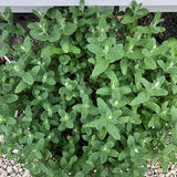 2 Live Strawberry Mint Plants, Herb Plant, 4-5 Inch Tall