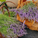2 Phenominal Lavender Plants Live, Starter Plant, 4-7 Inch Tall